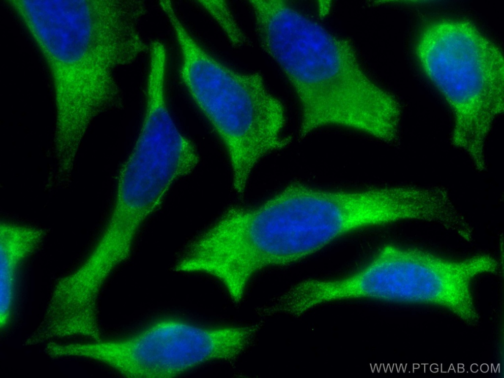 RACK1; GNB2L1 Monoclonal antibody