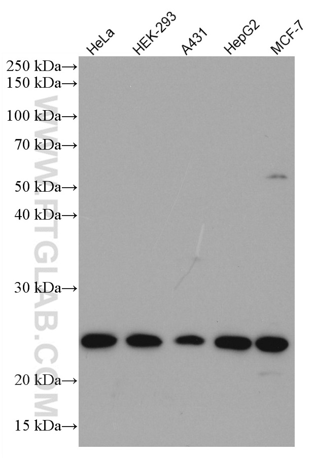 MRRF Monoclonal antibody