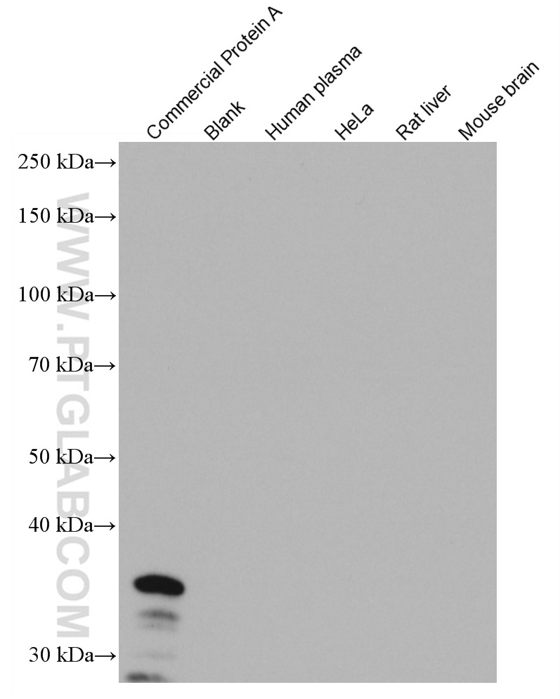 Protein A Monoclonal antibody