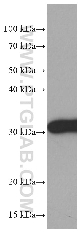 14-3-3E Monoclonal antibody