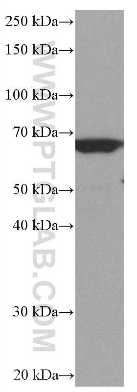 RELB Monoclonal antibody