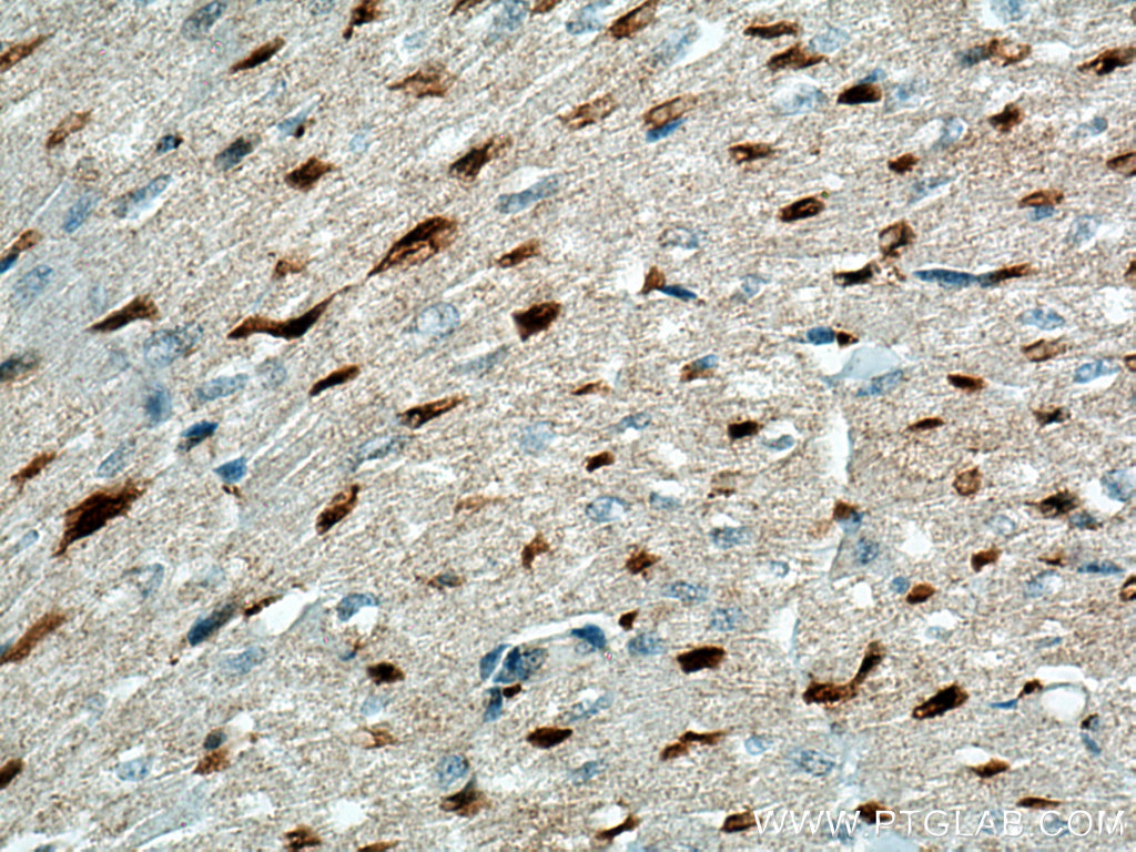 LXN Monoclonal antibody