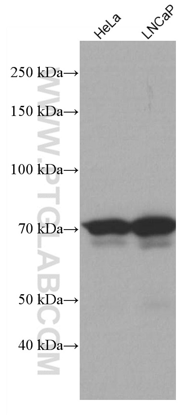 NDC80 Monoclonal antibody