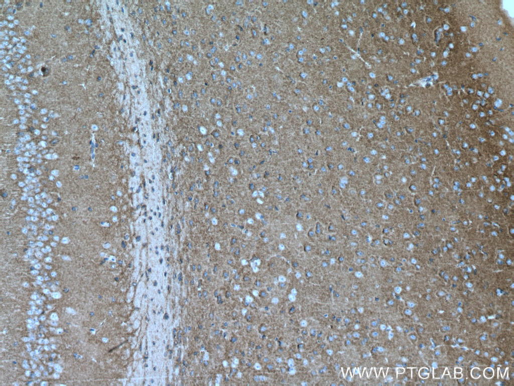 NLGN1 Monoclonal antibody