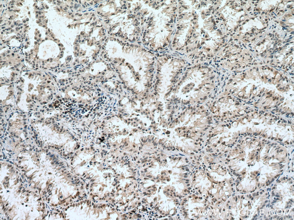 CUL1 Monoclonal antibody