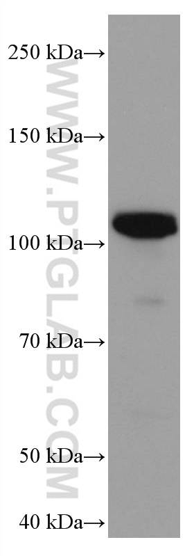 TRPV1 Monoclonal antibody