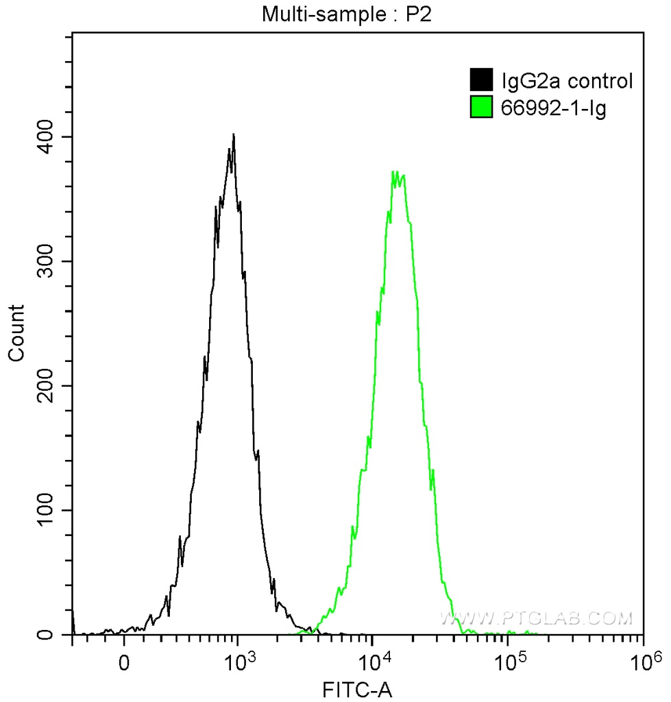 NFKB1 Monoclonal antibody