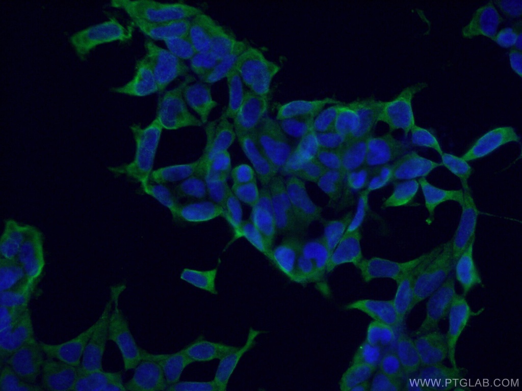 COPE Monoclonal antibody