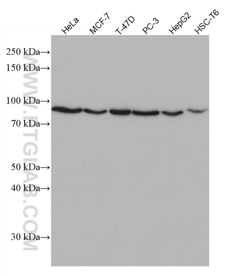 CEP63 Monoclonal antibody