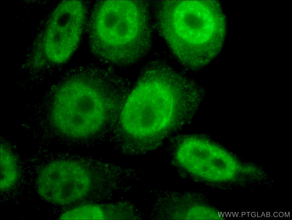 RAG2 Monoclonal antibody