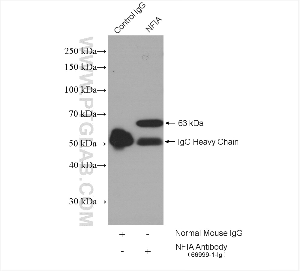 NFIA Monoclonal antibody