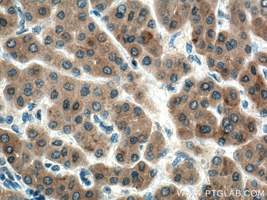STBD1 Monoclonal antibody