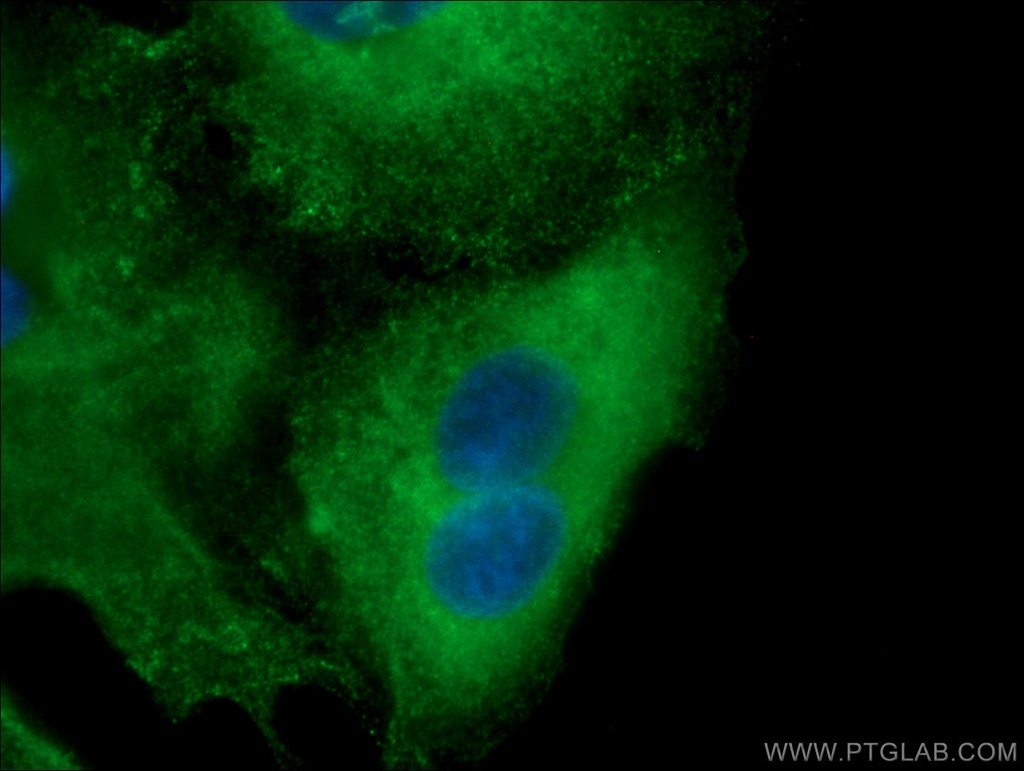 FMO2 Monoclonal antibody