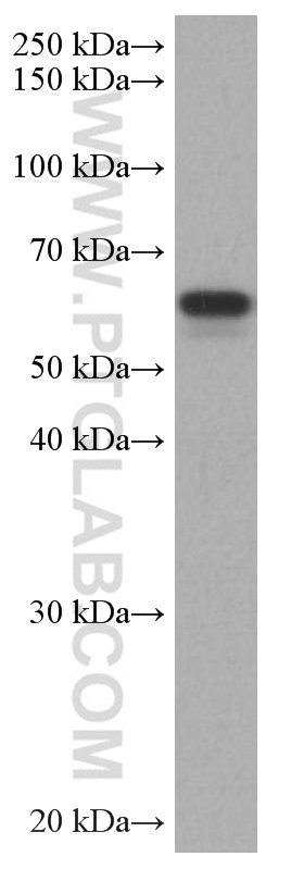 TAB1 Monoclonal antibody