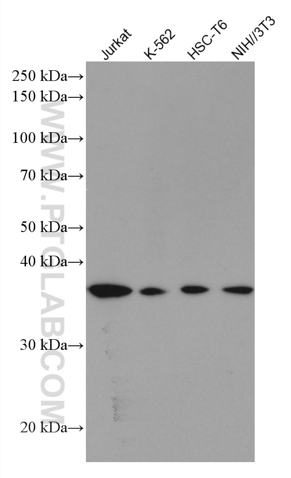 RAD51 Monoclonal antibody