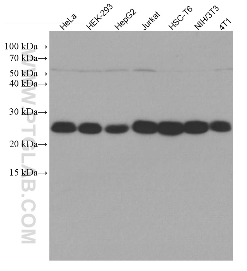 LSM12 Monoclonal antibody