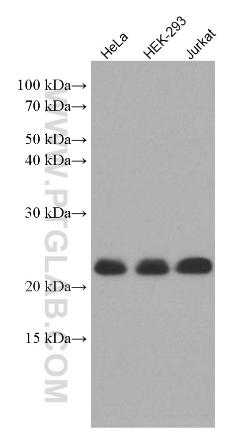 MED30 Monoclonal antibody