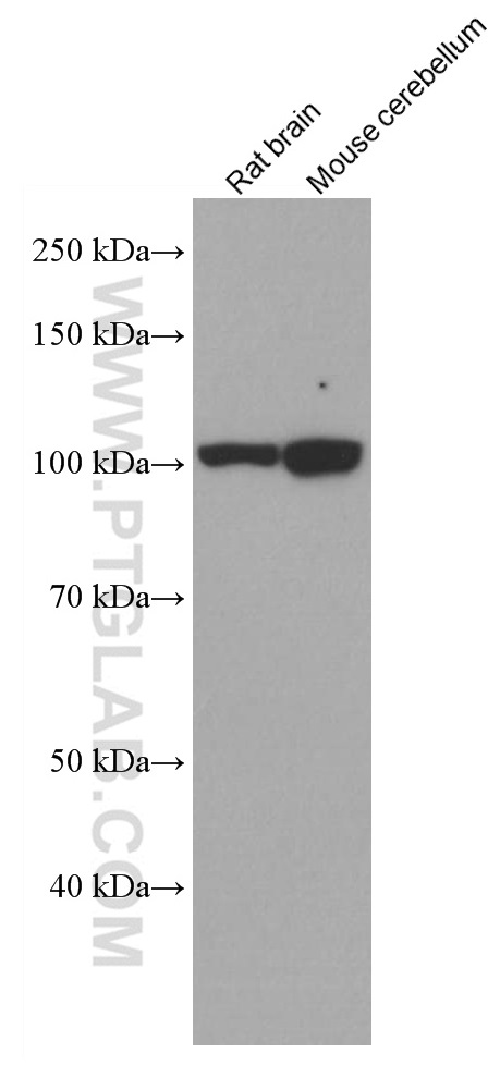 EPAC2 Monoclonal antibody