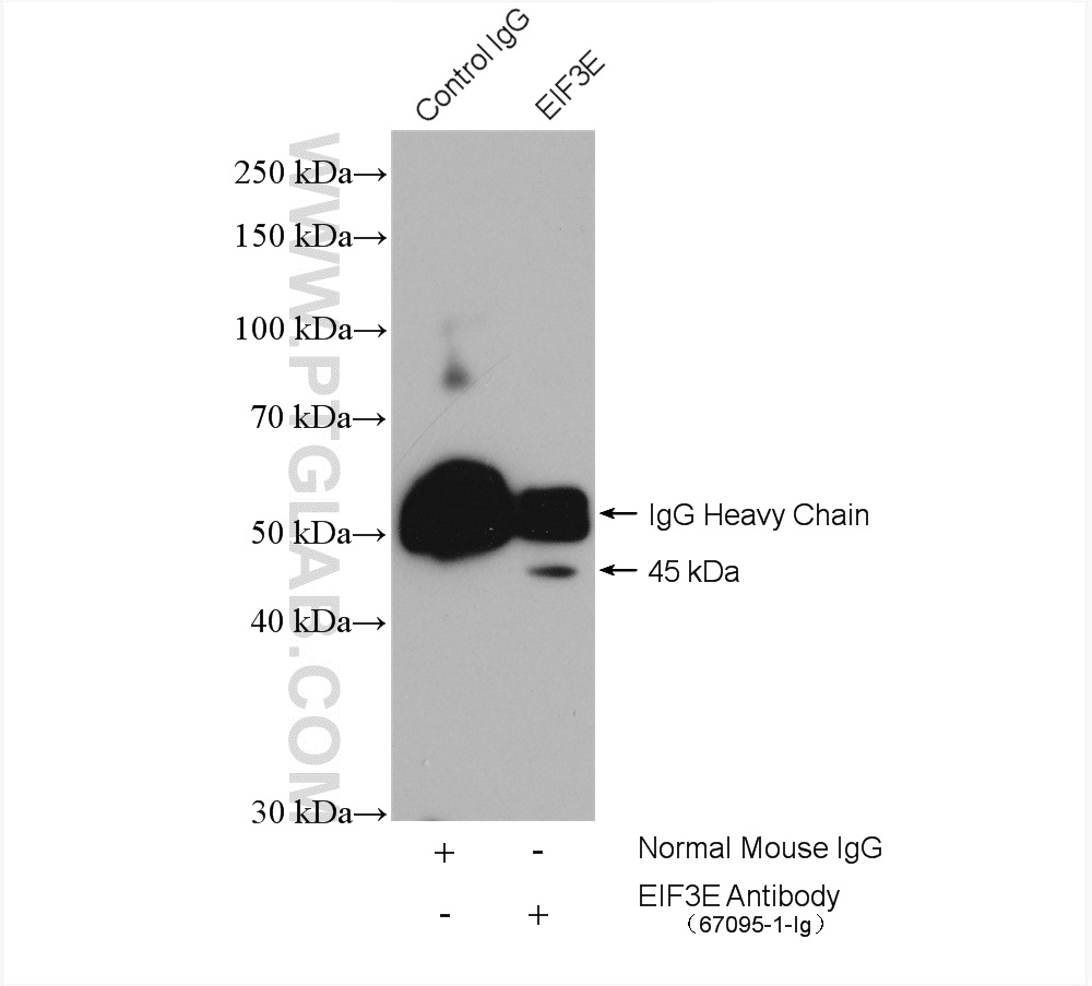 EIF3E Monoclonal antibody