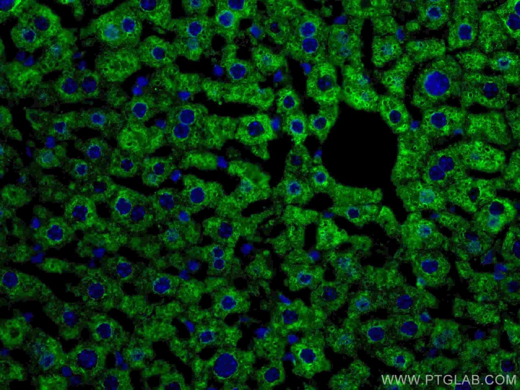 CYP3A4 Monoclonal antibody