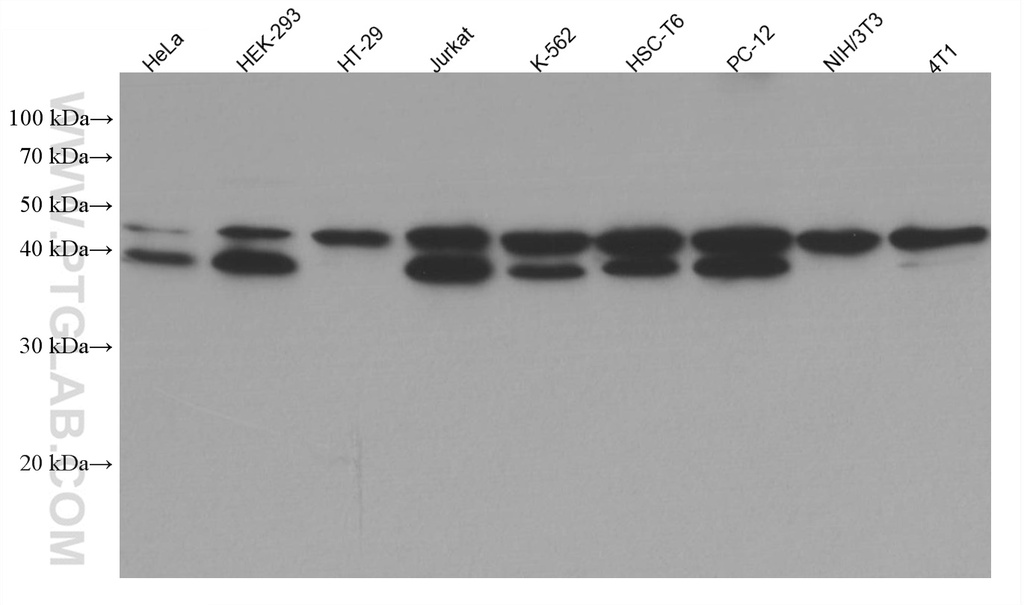 USF1 Monoclonal antibody