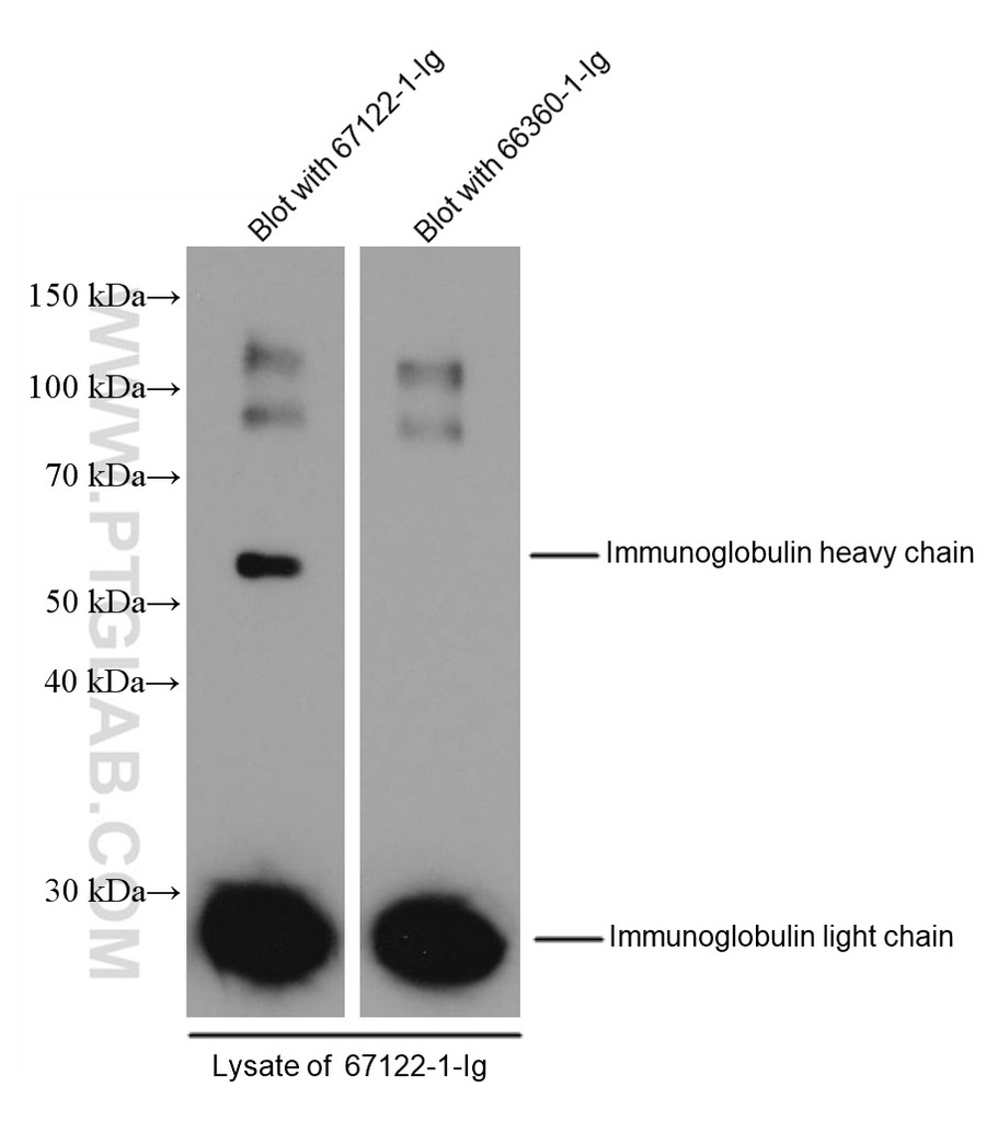 mFC tag Monoclonal antibody