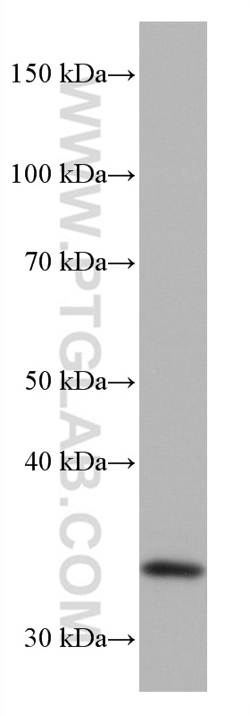 EHF Monoclonal antibody