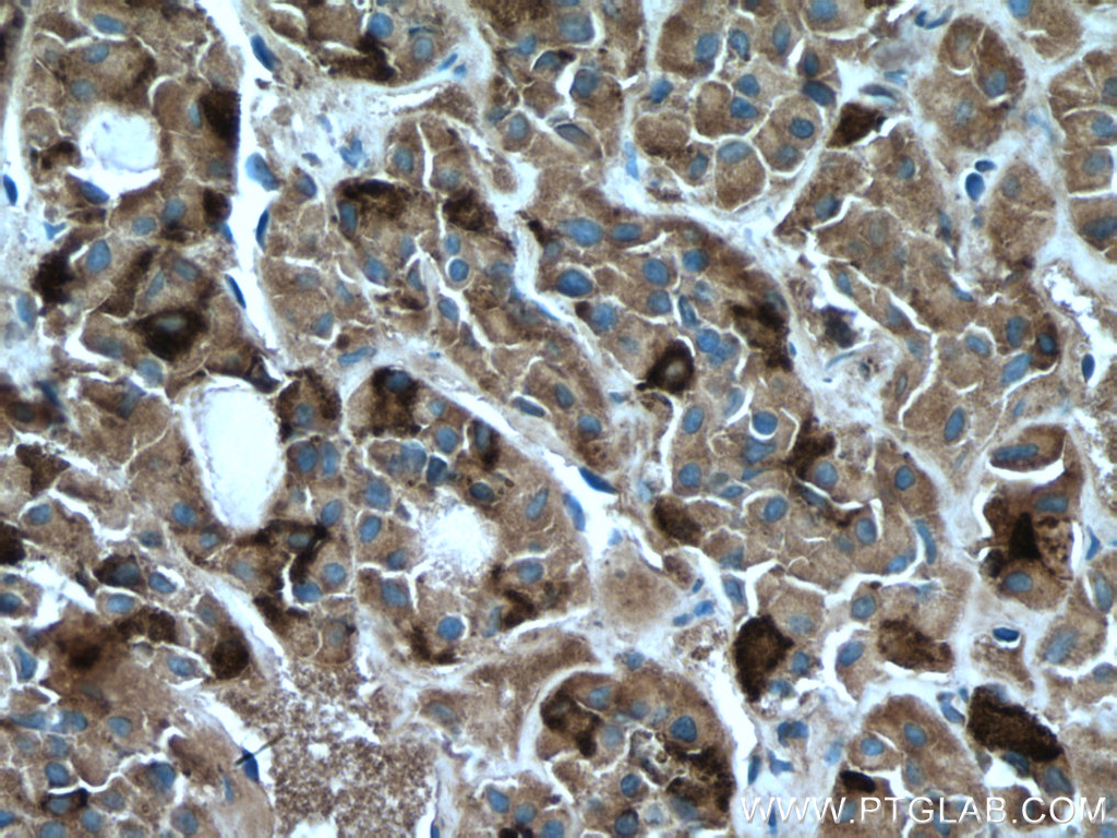 FSHB Monoclonal antibody