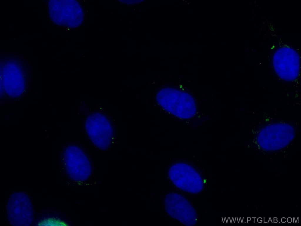 Ninein Monoclonal antibody
