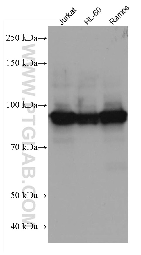 ELF1 Monoclonal antibody