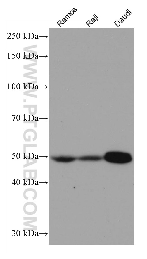 IRF8 Monoclonal antibody
