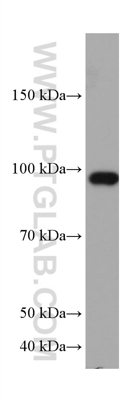 RASEF Monoclonal antibody