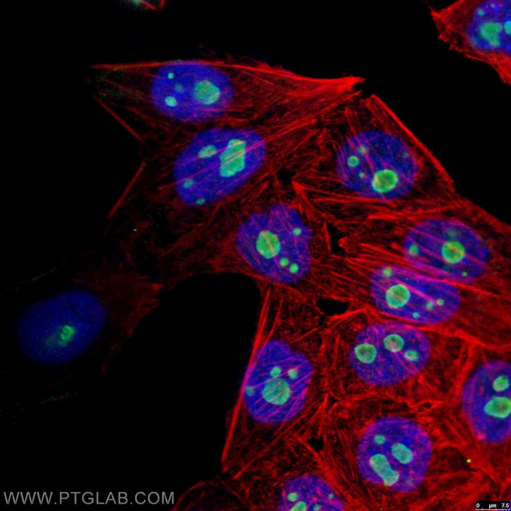 GNL3 Monoclonal antibody