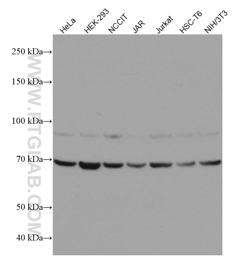 ECD Monoclonal antibody