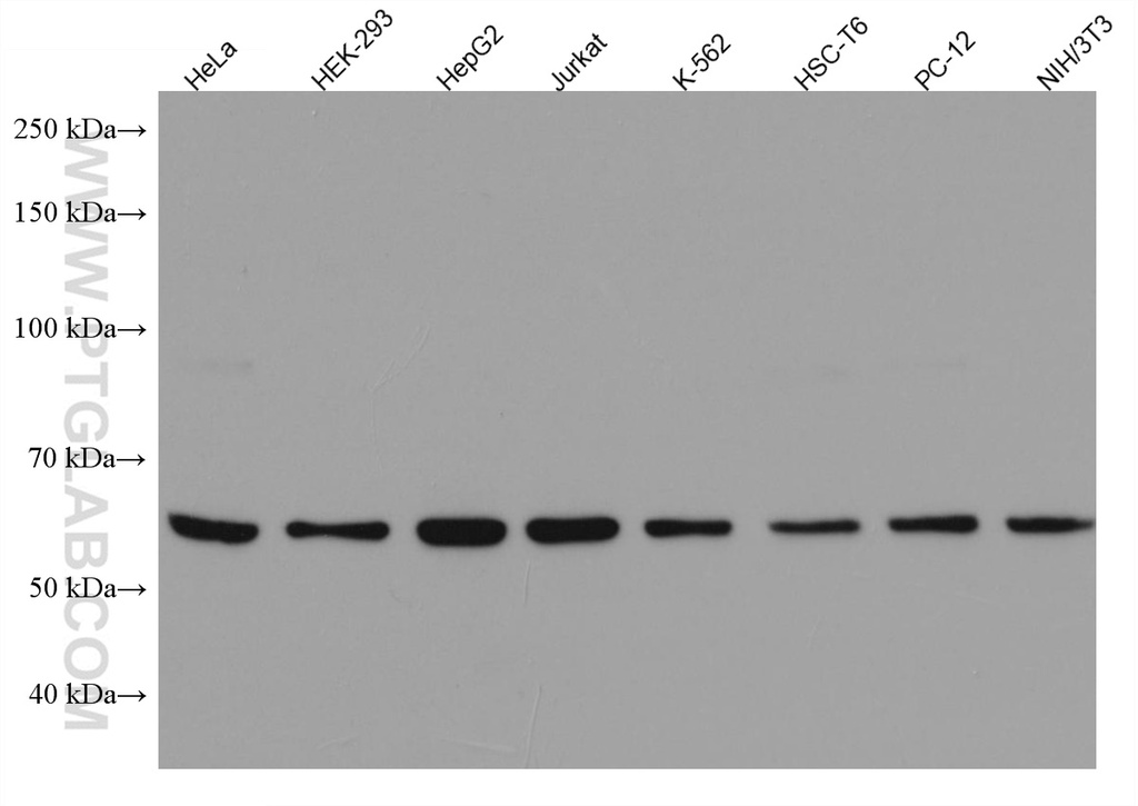 DMAP1 Monoclonal antibody
