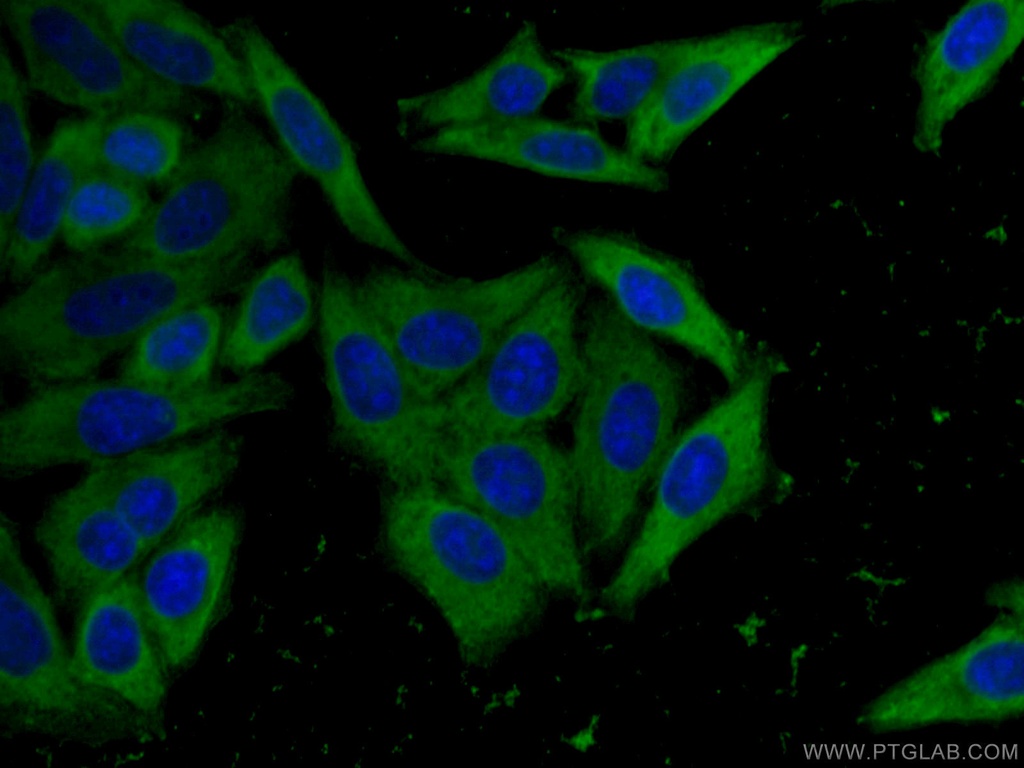EIF4G1 Monoclonal antibody