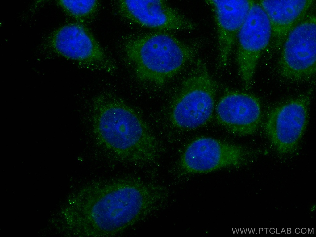 IFIT3 Monoclonal antibody