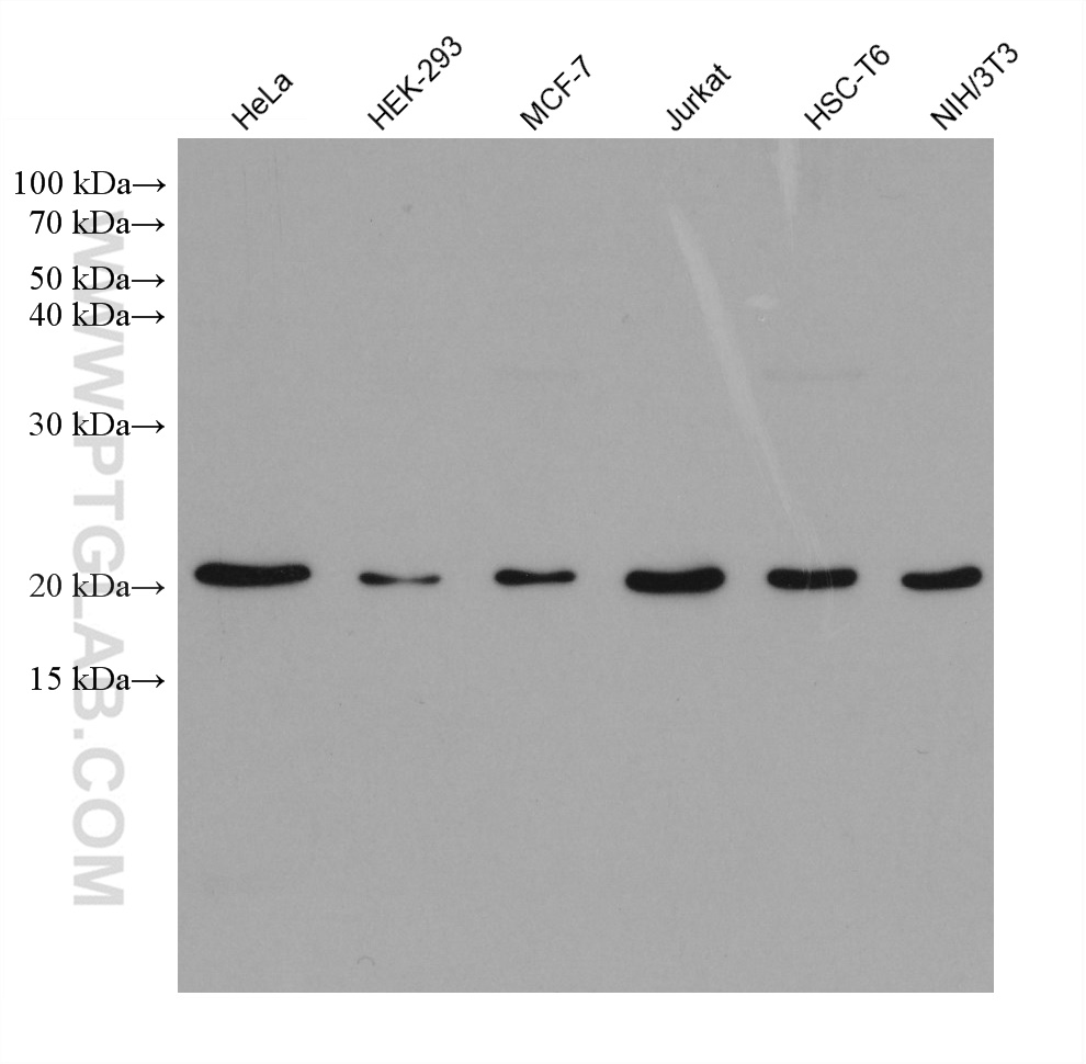 CDC42 Monoclonal antibody