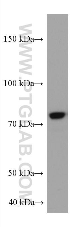 COIL Monoclonal antibody