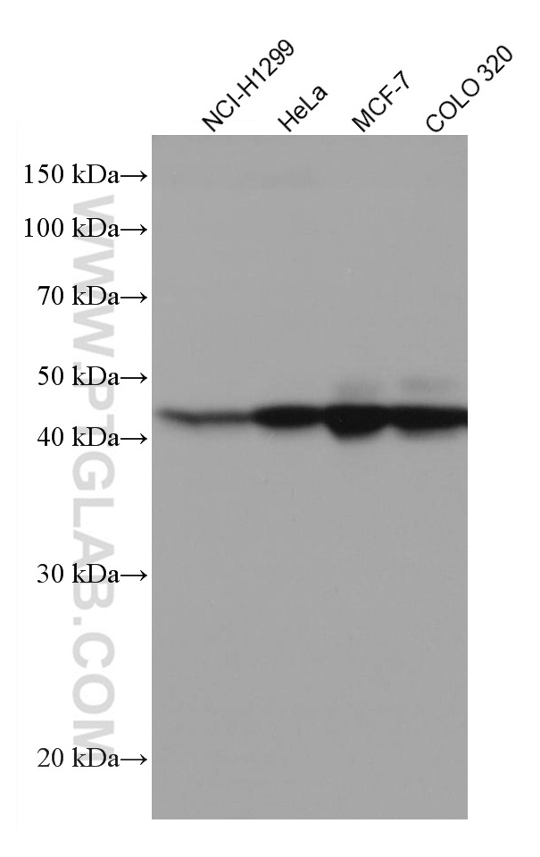 XRCC3 Monoclonal antibody