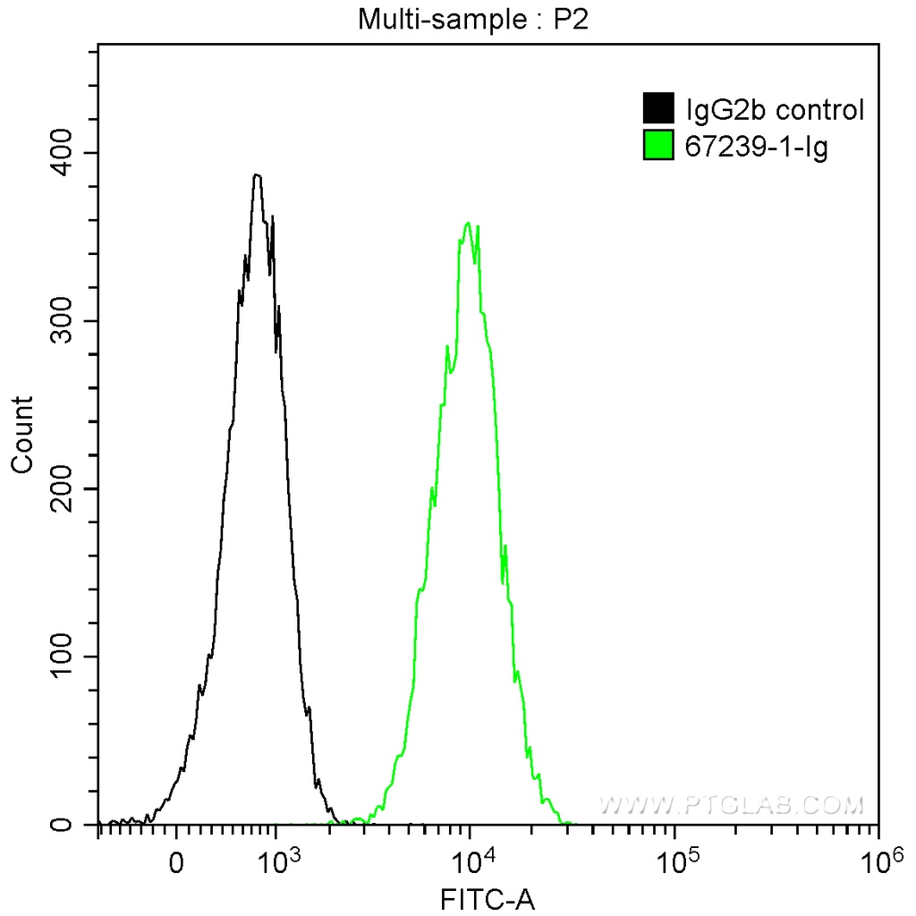 CDC27; APC3 Monoclonal antibody