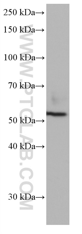 CD300A Monoclonal antibody