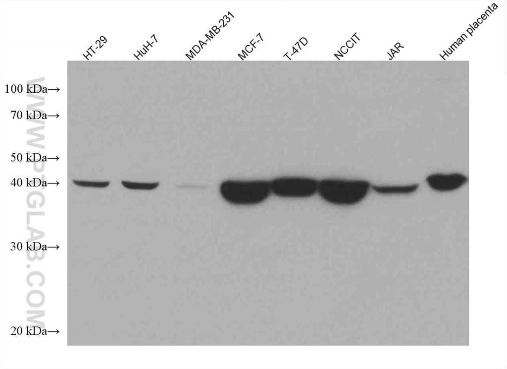 NANOG Monoclonal antibody