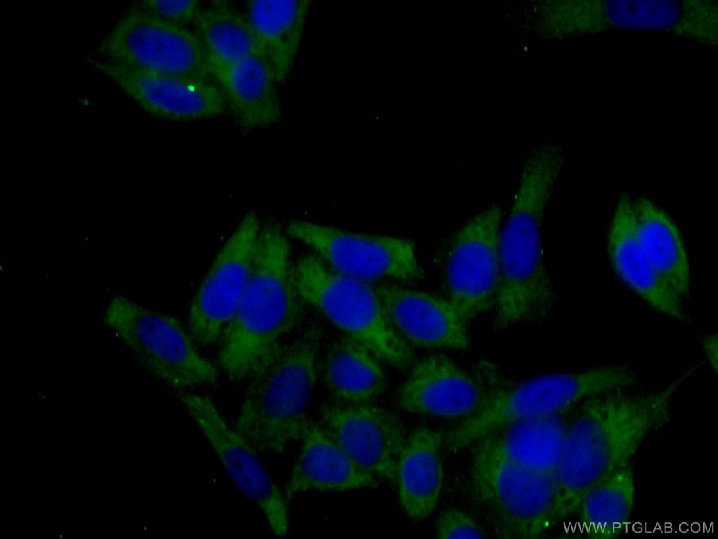 KRAS-2A-specific Monoclonal antibody