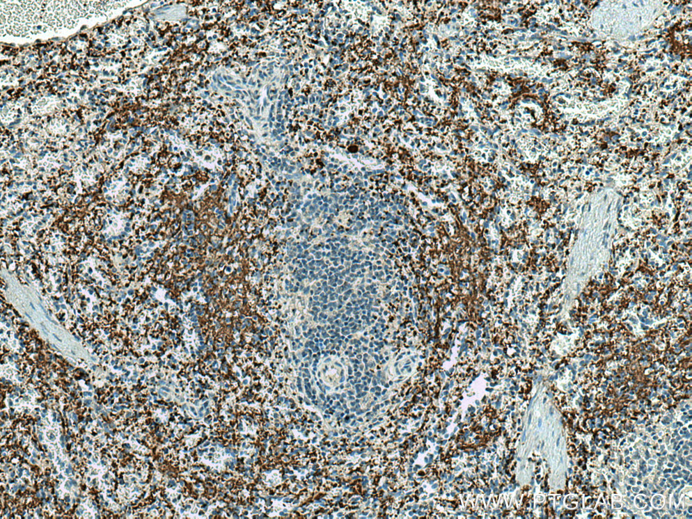 GP9 Monoclonal antibody