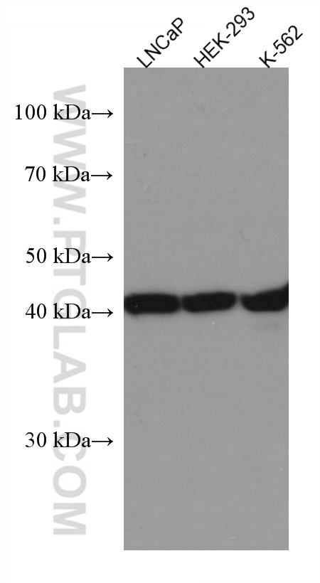 LIAS Monoclonal antibody