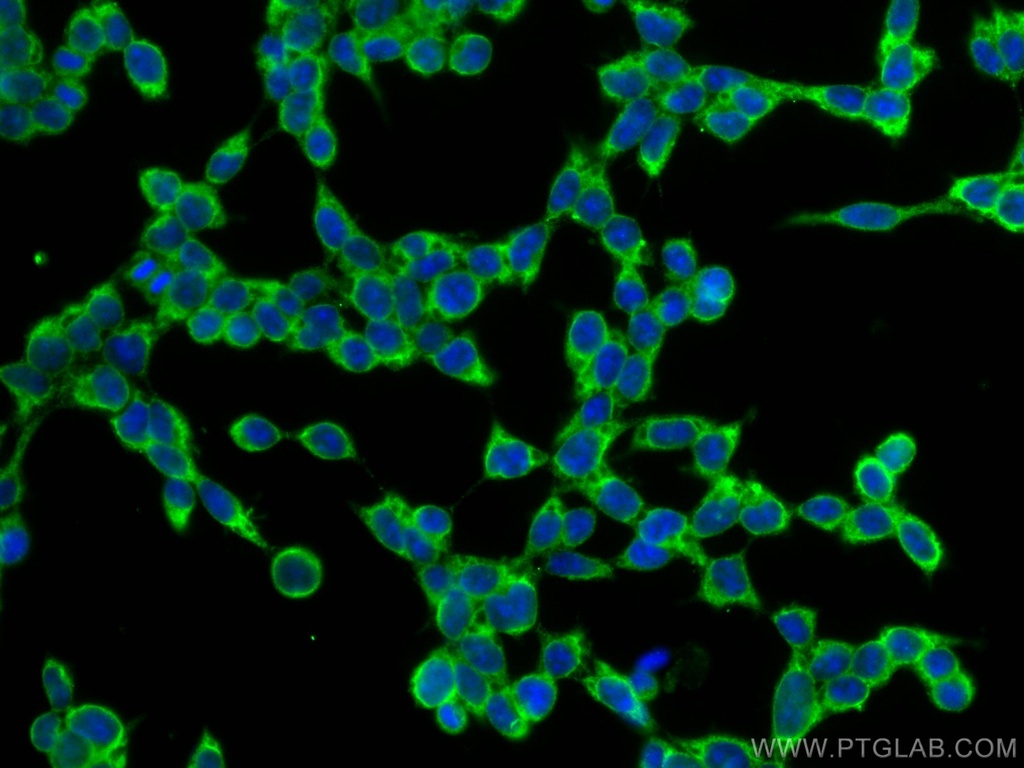 TRIM25 Monoclonal antibody