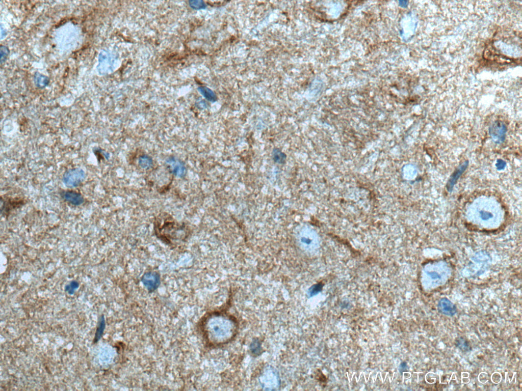 Alpha SNAP Monoclonal antibody