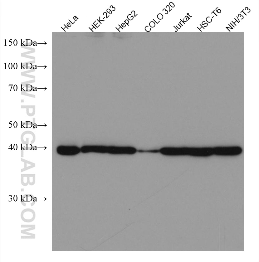 LAMR1,RPSA Monoclonal antibody