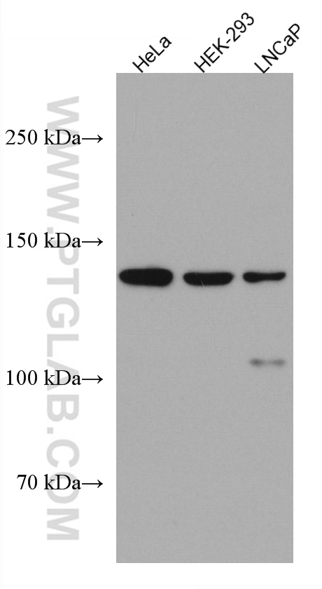 WDR19 Monoclonal antibody